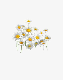白色向日葵装饰花朵矢量图素材