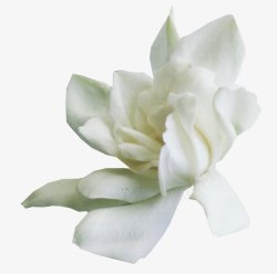 手绘花朵花朵海报背景白色花素材