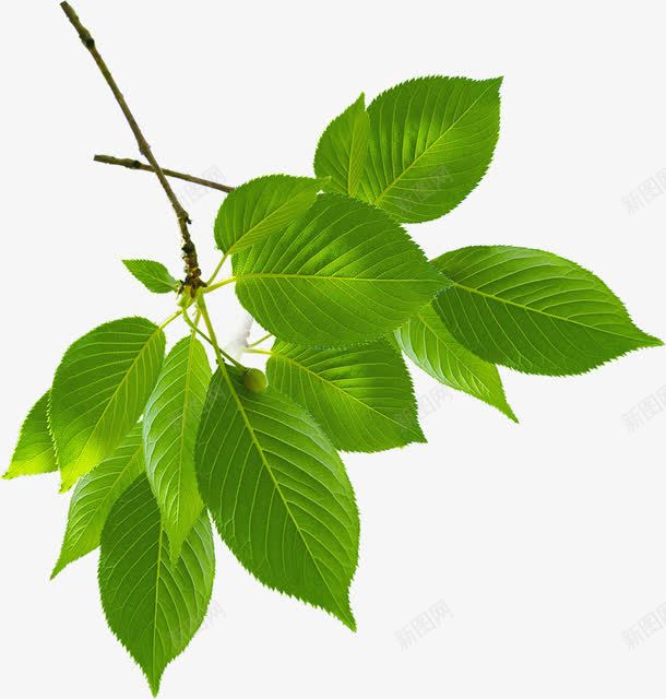 绿色叶脉植物树叶清新png免抠素材_88icon https://88icon.com 叶脉 树叶 植物 清新 绿色