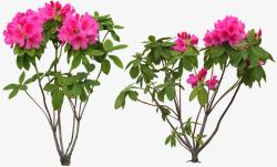 粉色可爱花朵植物素材