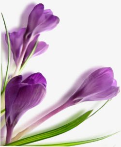 紫色植物花朵服装海报素材