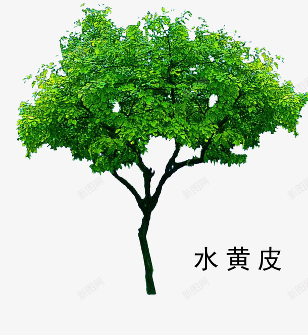 水黄皮png免抠素材_88icon https://88icon.com 树 水黄皮 绿色 观赏