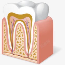 牙解剖学medicalicons素材