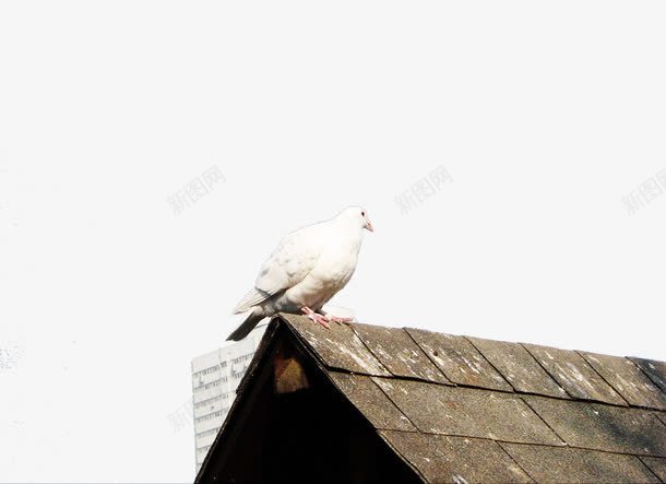 鸽子png免抠素材_88icon https://88icon.com 动物 屋顶 屋顶上的鸟 白色鸽子 鸟