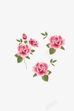 玫瑰花粉色玫瑰粉色花朵花素材