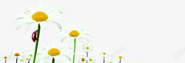 创意合成效果花卉植物太阳花png免抠素材_88icon https://88icon.com 创意 合成 太阳 效果 植物 花卉