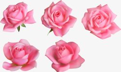 粉色的玫瑰花素材