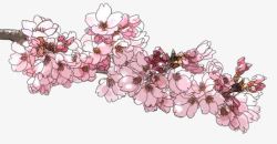 手绘粉色花卉文艺风素材