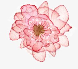 浪漫唯美粉色花朵素材