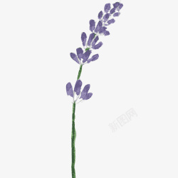 手绘紫色花素材