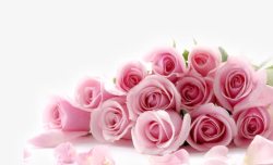 粉玫瑰浪漫花朵素材