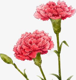 粉色水彩康乃馨花朵素材
