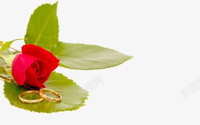 手绘花朵png免抠素材_88icon https://88icon.com 叶子 戒指 手绘 玫瑰花 花朵