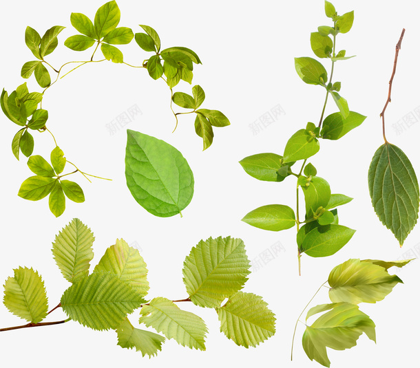 植物组图png免抠素材_88icon https://88icon.com PNG图形 树叶 植物 绿色 装饰