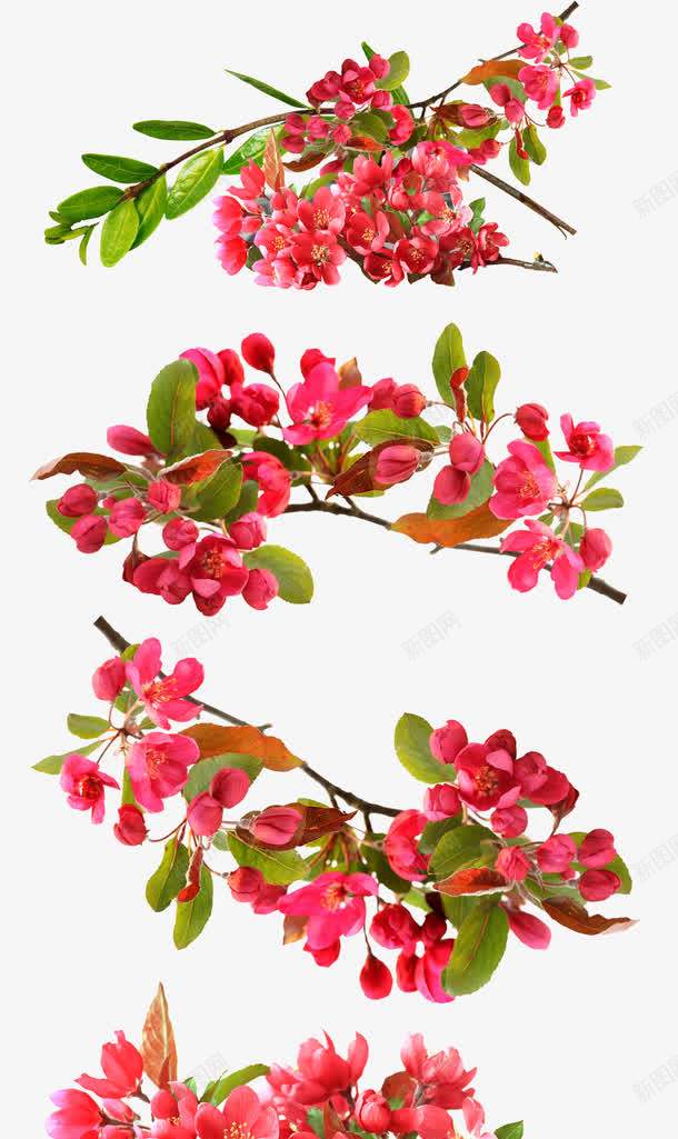 唯美海报花朵卡通创意卡通树枝花朵png免抠素材_88icon https://88icon.com 创意 卡通 树枝 海报 花朵