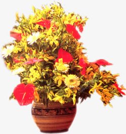 手绘黄色花朵蝴蝶兰植物素材
