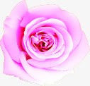 粉色梦幻玫瑰花朵装饰素材