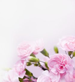 粉色唯美玫瑰花朵梦幻素材