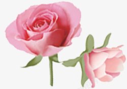 粉色柔美玫瑰花素材