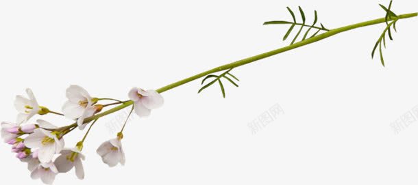创意合成效果白色的草本植物花卉png免抠素材_88icon https://88icon.com 创意 合成 效果 白色 花卉 草本植物