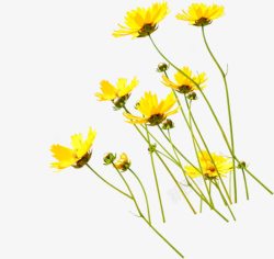 清新黄色夏季花朵素材