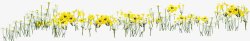 黄色春日风景花朵素材
