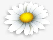 手绘白色花朵黄蕊png免抠素材_88icon https://88icon.com 白色 花朵