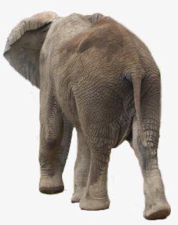 身材魁梧的风格转身离去的非洲象高清图片