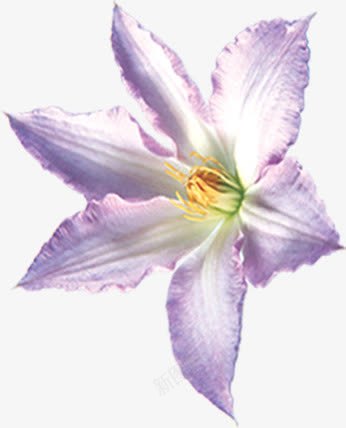 海报植物紫色花朵png免抠素材_88icon https://88icon.com 植物 海报 紫色 花朵