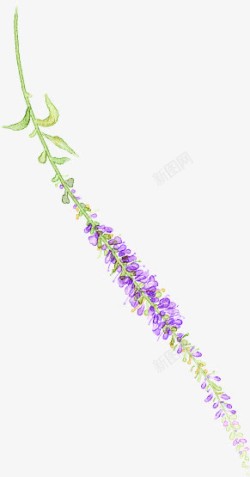 春天手绘紫色鲜花植物装饰素材