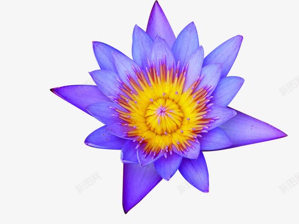 紫黄相间的花png免抠素材_88icon https://88icon.com 欣赏 紫色 花 花蕊