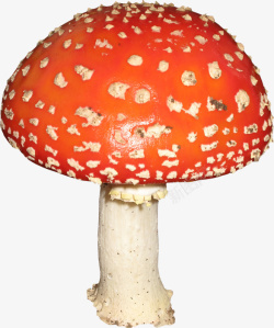 橙色漂亮蘑菇素材