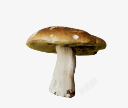 漂亮蘑菇素材
