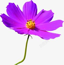 教师节海报紫色植物小清新花朵素材