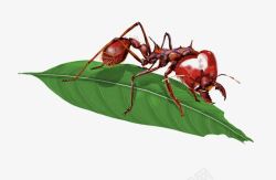 红蚂蚁和叶子素材
