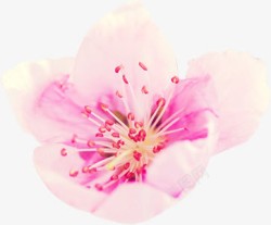 清新粉白色春天花朵素材