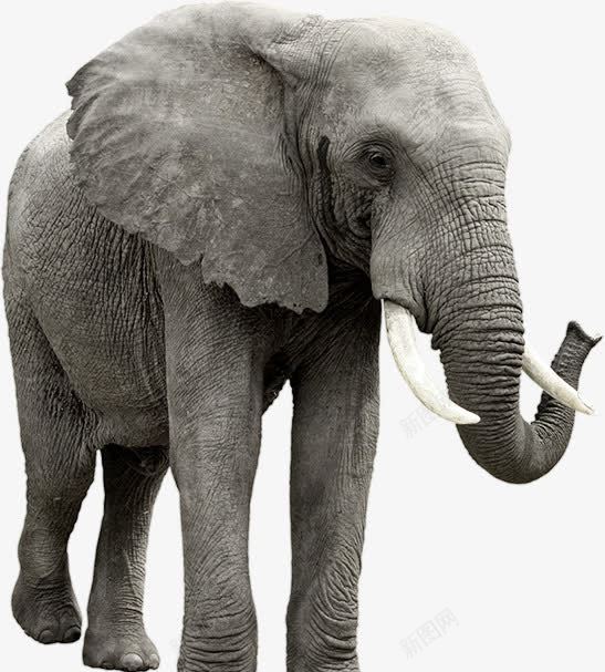 威武的非洲象png免抠素材_88icon https://88icon.com 动物素材 威武风格 灰色皮肤 非洲象素材