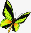 创意合成飞舞的绿色花蝴蝶素材