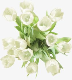 清新白色简约花朵绿叶素材