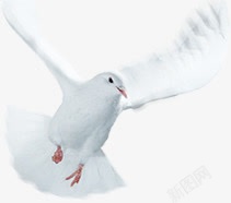 白色白鸽摄影角度素材