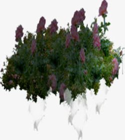 创意元素绿色草本植物花卉摄影素材
