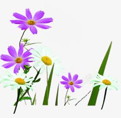 创意摄影紫色白色花卉素材