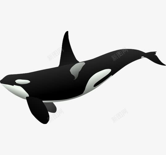 攻击型动物png免抠素材_88icon https://88icon.com 凶猛 可驯化 尾部 虎鲸 鳍 黑色虎鲸