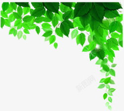 绿色叶子装饰素材