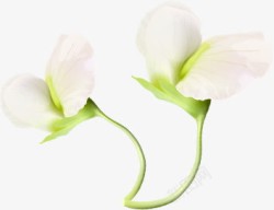 情人节植物卡通白色花朵素材