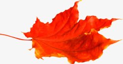 红色叶子一片叶子装饰素材