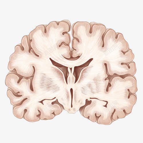 手绘人体大脑png免抠素材_88icon https://88icon.com 人脑 医疗 大脑横剖图 手绘大脑 脑花 脑部