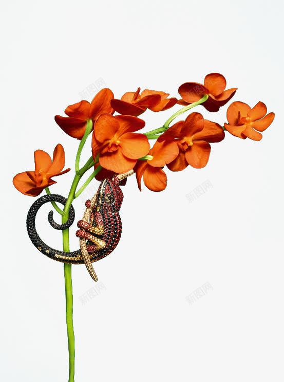 蜥蜴植物png免抠素材_88icon https://88icon.com 植物 爬行动物 花草 蜥蜴