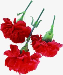 红色倒立康乃馨花束素材