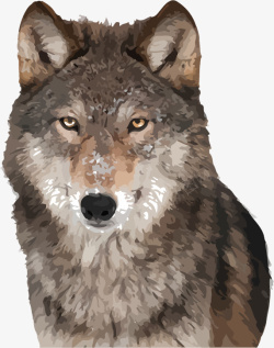 手绘风格动物狼头正面素材